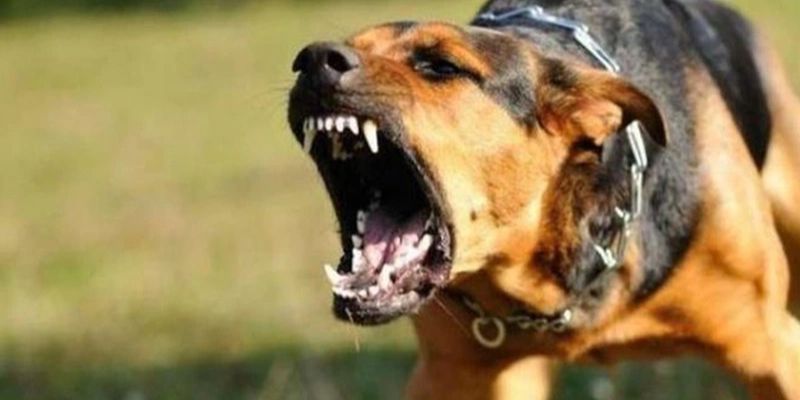 Mơ thấy chó đánh con gì 3 Mơ thấy chó đánh con gì? Mộng thấy bị chó đuổi cảnh báo nguy hiểm
